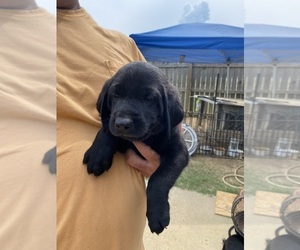 Labrador Retriever Puppy for Sale in COLDWATER, Mississippi USA