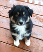 Small Photo #1 Australian Shepherd Puppy For Sale in SHERIDAN, OR, USA