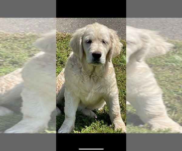 Medium Photo #19 English Cream Golden Retriever Puppy For Sale in COULTERVILLE, CA, USA