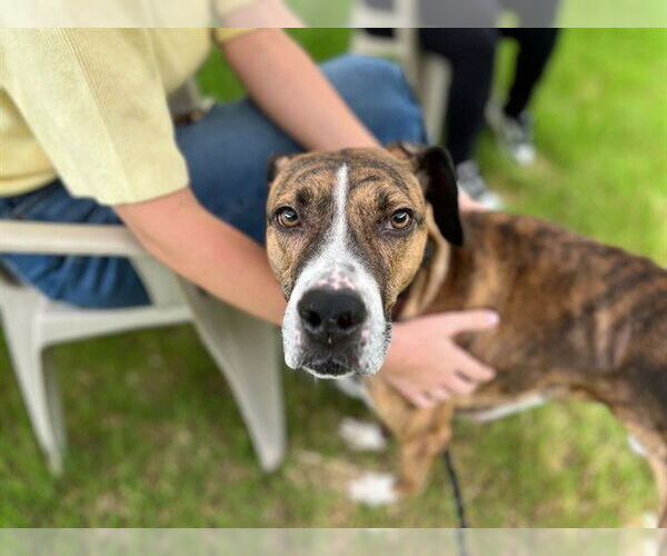 Medium Photo #1 Mutt Puppy For Sale in Raleigh, NC, USA