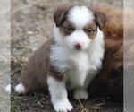 Small Photo #13 Miniature American Shepherd Puppy For Sale in GARYSBURG, NC, USA