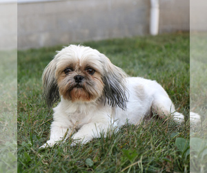 Mother of the Shih Tzu puppies born on 07/18/2025
