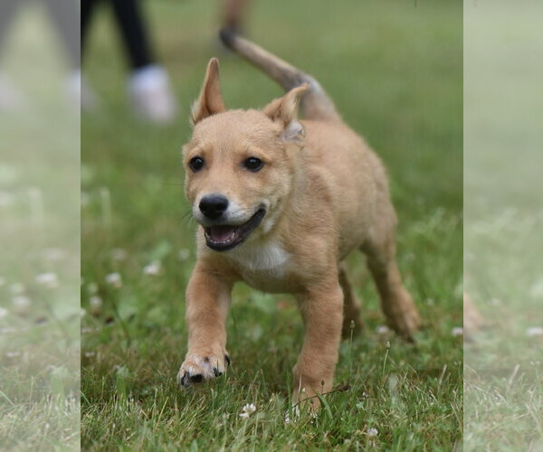 Medium Photo #2 German Shepherd Dog-Retriever  Mix Puppy For Sale in Mechanicsburg, PA, USA