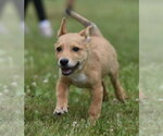 Small #1 German Shepherd Dog-Retriever  Mix