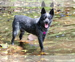 Small #3 Mutt