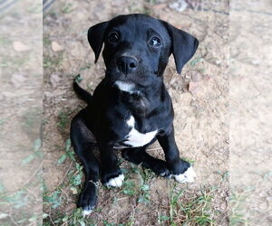 Labrador Retriever-Unknown Mix Dogs for adoption in Springdale, PA, USA