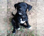 Small Labrador Retriever Mix