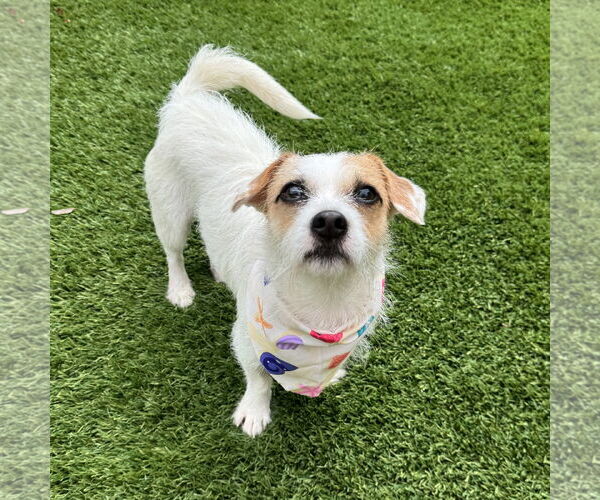 Medium Photo #2 Parson Russell Terrier-Unknown Mix Puppy For Sale in Santa Clara, CA, USA