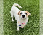 Small #1 Parson Russell Terrier Mix