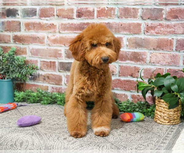Medium Photo #17 Goldendoodle Puppy For Sale in SYRACUSE, IN, USA