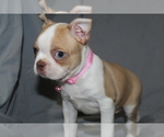 Small #1 Boston Terrier