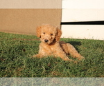 Puppy Amy Goldendoodle