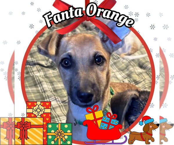 Medium Photo #10 Dachshund-Unknown Mix Puppy For Sale in San Antonio, TX, USA