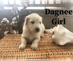 Small Photo #21 Golden Retriever Puppy For Sale in PRYOR, OK, USA