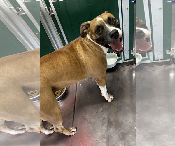 Medium Photo #1 Boxer Puppy For Sale in Corning, AR, USA