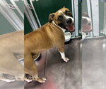 Small Boxer