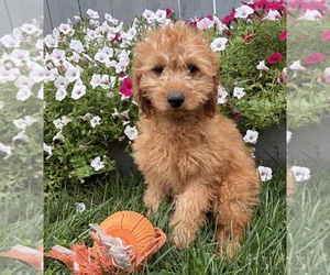 Goldendoodle mix (+ Poodle Miniature) Puppy for sale in MIDDLEBURY, IN, USA