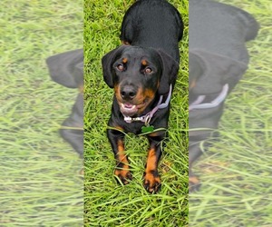 Dachshund-Rottweiler Mix Dogs for adoption in Orlando, FL, USA