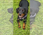 Small Photo #1 Dachshund-Rottweiler Mix Puppy For Sale in Orlando, FL, USA