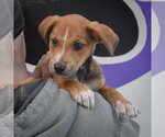 Small #4 Boxador