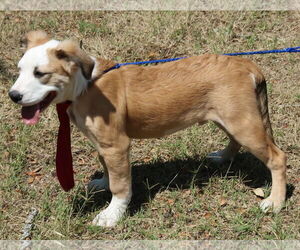Barron - Male Argentinian Mastiff-Great Pyrenees Mix Dog for Adoption - Photo #2