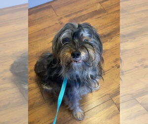 Mutt Dogs for adoption in Atlanta, GA, USA