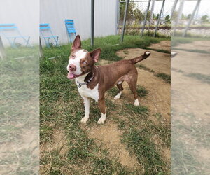 Toby Blue Eyes - Male Gerberian Shepsky Dog for Adoption - Photo #2