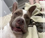 Small #18 American Staffordshire Terrier Mix