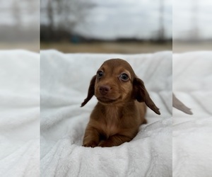 Dachshund Puppy for sale in DE KALB, TX, USA