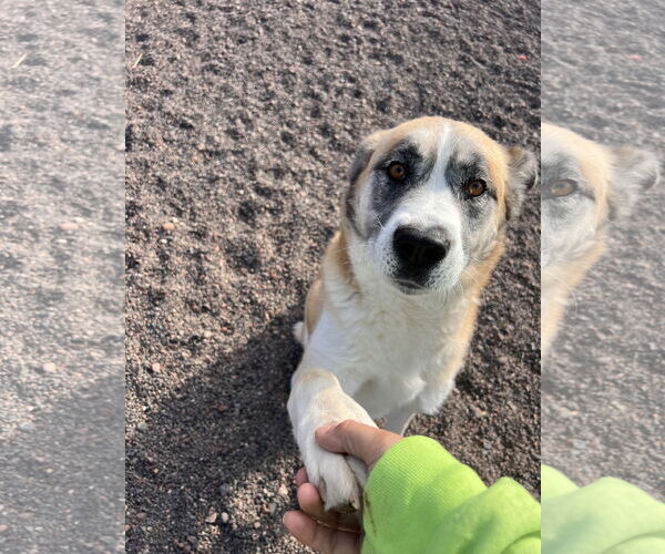 Medium Photo #4 Mutt Puppy For Sale in Webster, WI, USA