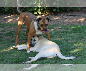 Chipper - Male Black Mouth Cur-Boxer Mix Dog for Adoption - Photo #6