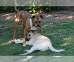 Small #5 Black Mouth Cur-Boxer Mix