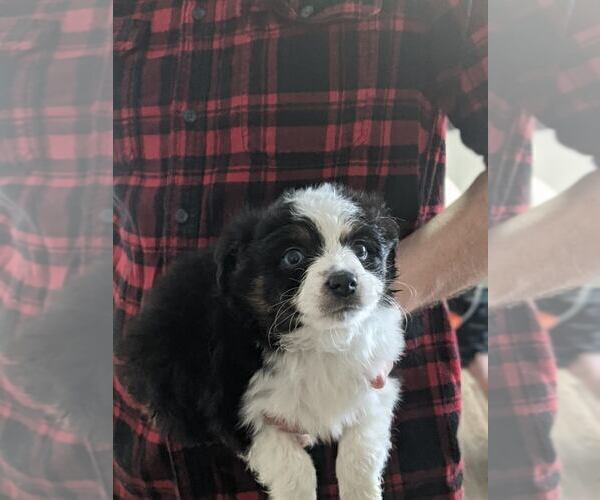 Medium Photo #7 Australian Shepherd-Poodle (Toy) Mix Puppy For Sale in SPENCER, TN, USA