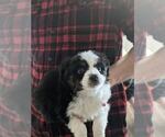 Small Photo #7 Australian Shepherd-Poodle (Toy) Mix Puppy For Sale in SPENCER, TN, USA