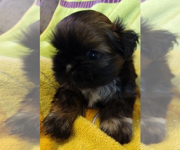 Medium Photo #8 Shih Tzu Puppy For Sale in EAST PEORIA, IL, USA