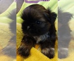 Small #3 Shih Tzu