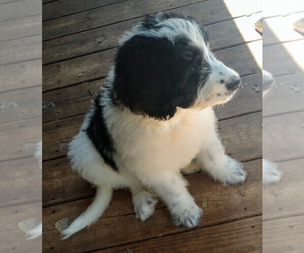 Medium Photo #6 Pyredoodle Puppy For Sale in MARION, TX, USA