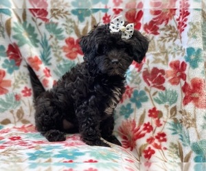 Cavapoo-Poodle (Miniature) Mix Puppy for sale in LAKELAND, FL, USA