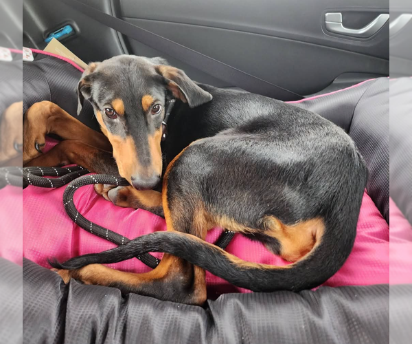 Medium Photo #4 Doberman Pinscher Puppy For Sale in Buffalo, MN, USA