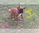 Small Photo #3 Boxer Puppy For Sale in WESTVILLE, IN, USA
