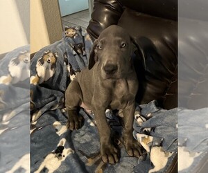 Great Dane Puppy for sale in MILTON, FL, USA