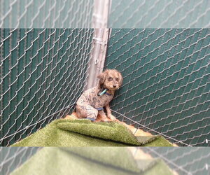 Mutt Dogs for adoption in Downey, CA, USA