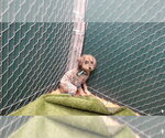 HAROLD - Male Mutt Dog for Adoption - Small photo