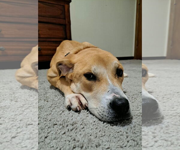 Medium Photo #2 Labrador Retriever-Unknown Mix Puppy For Sale in Crystal, MN, USA