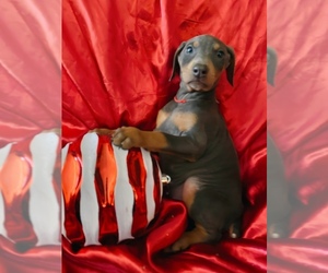 Medium Doberman Pinscher