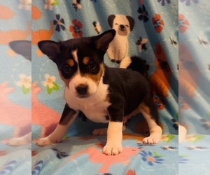 Medium Basenji
