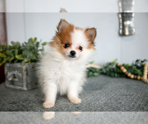 Medium Photo #3 Pomeranian Puppy For Sale in SHILOH, OH, USA