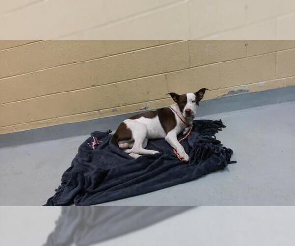Medium Photo #1 Mutt Puppy For Sale in Tulsa, OK, USA