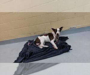 Mutt Dogs for adoption in Tulsa, OK, USA