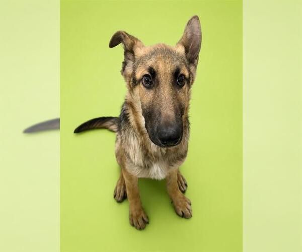 Medium Photo #1 German Shepherd Dog Puppy For Sale in HESPERIA, CA, USA